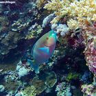 Männlicher Papageifisch im Roten Meer