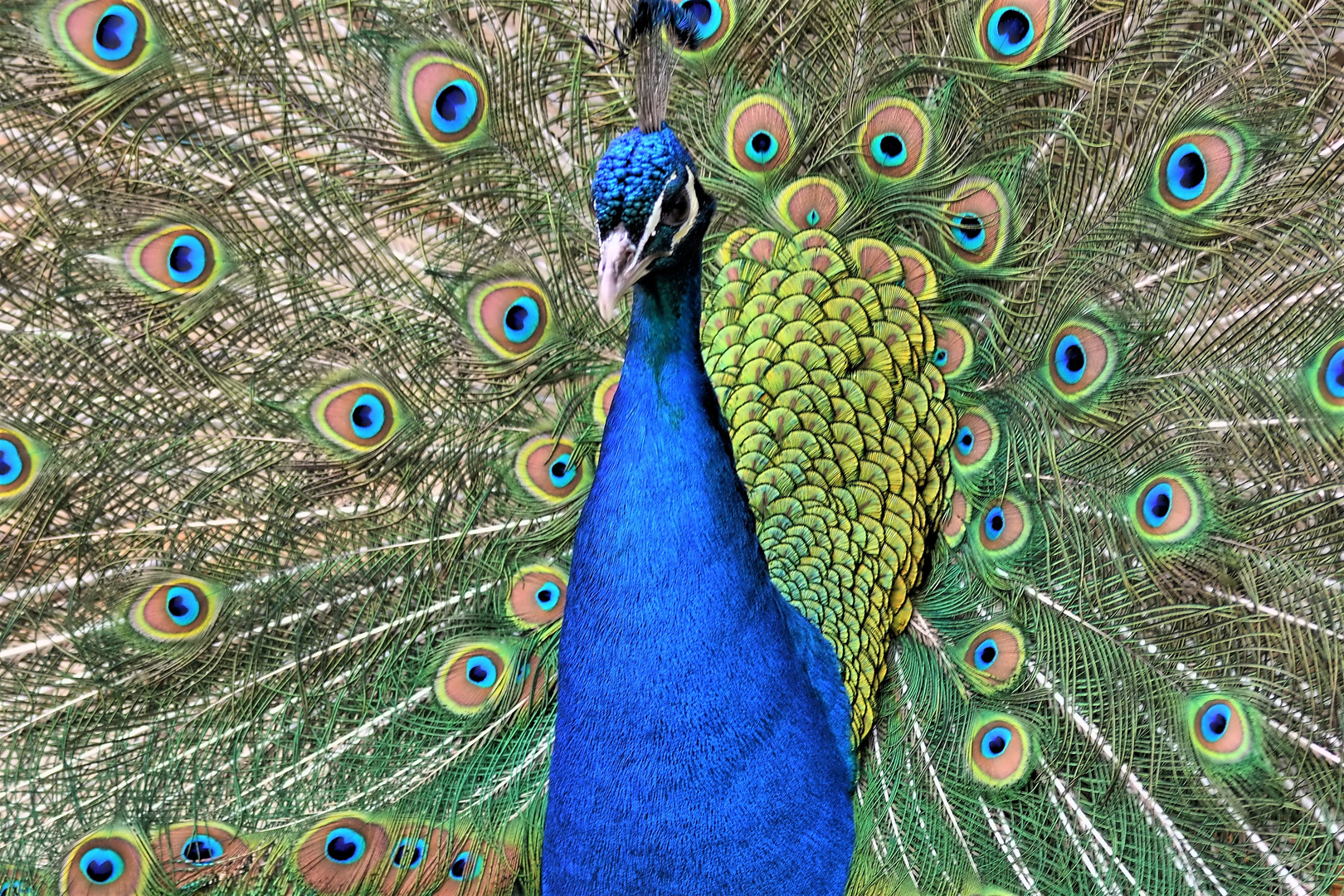 männlicher Pfau schlägt ein Rad