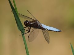 männlicher Plattbauch