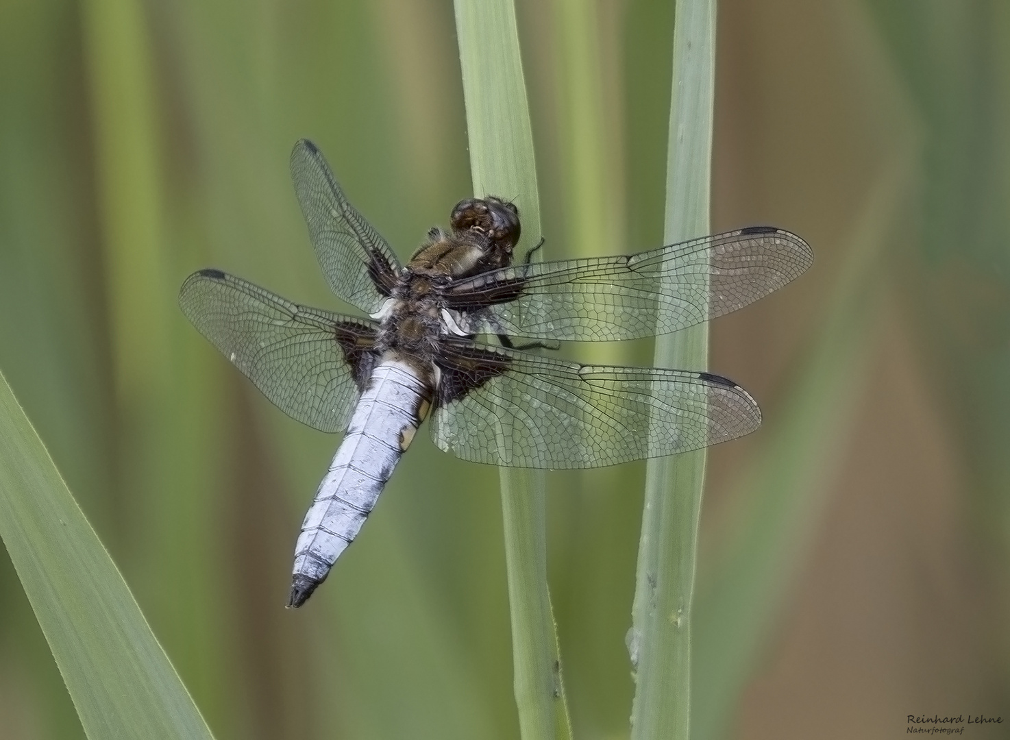   Männlicher Plattbauch