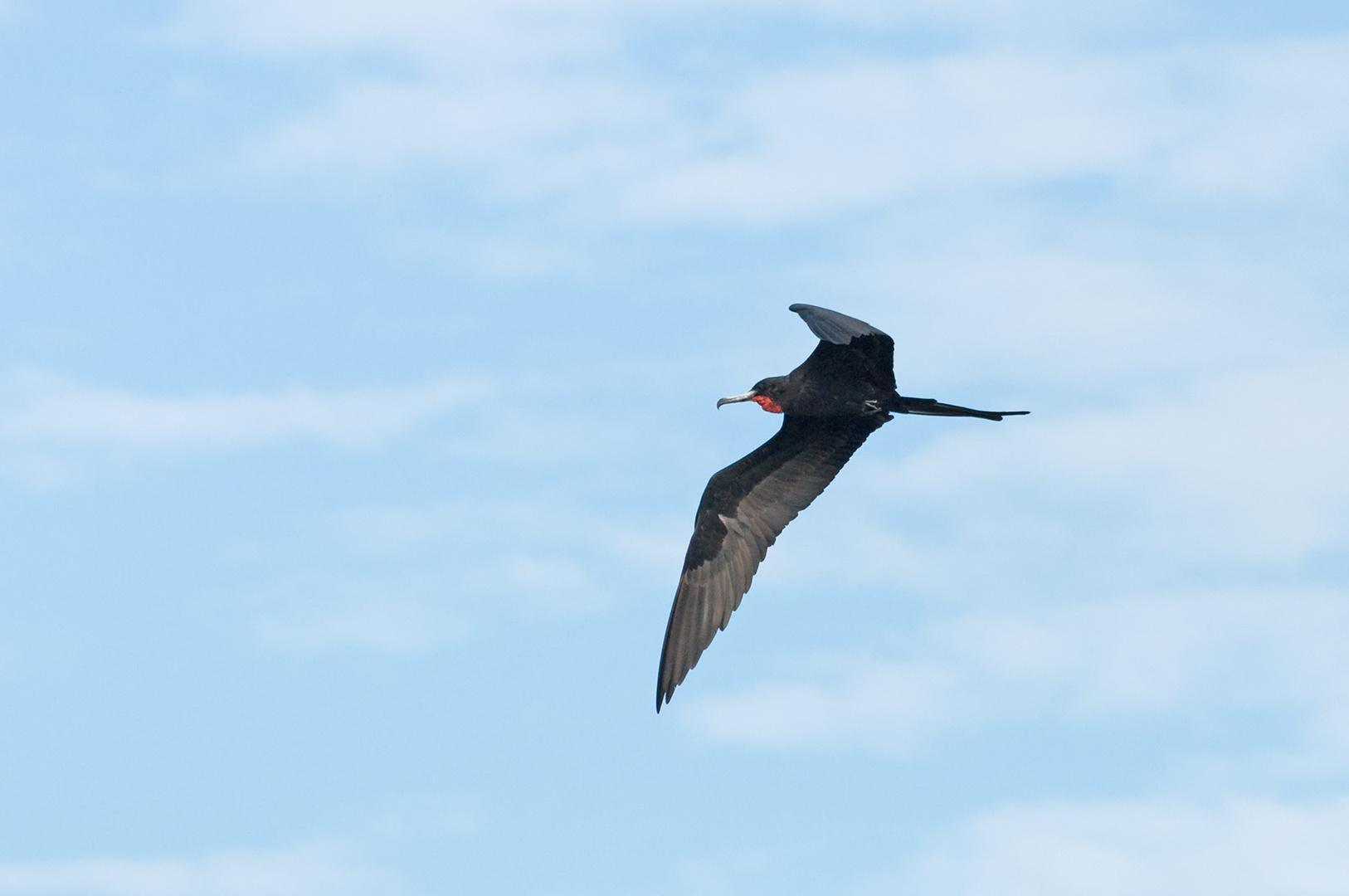 Männlicher Prachtfregattvogel 