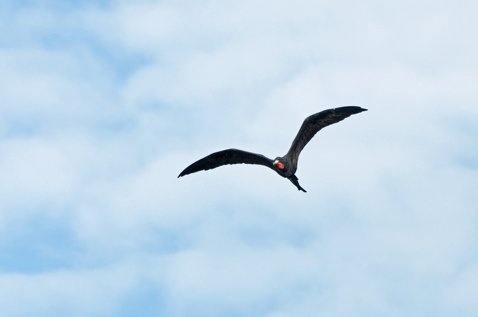 Männlicher Prachtfregattvogel