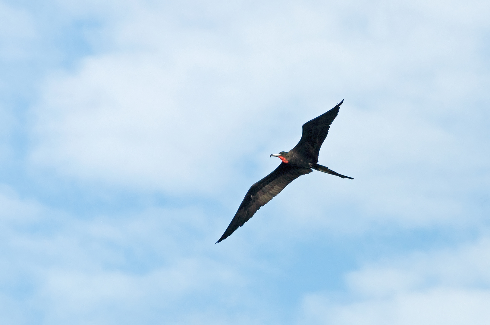 Männlicher Prachtfregattvogel