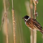 "männlicher ROHR .....SPATZ"