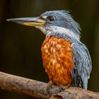 Männlicher Rotbrustfischer (Ringed Kingfisher)