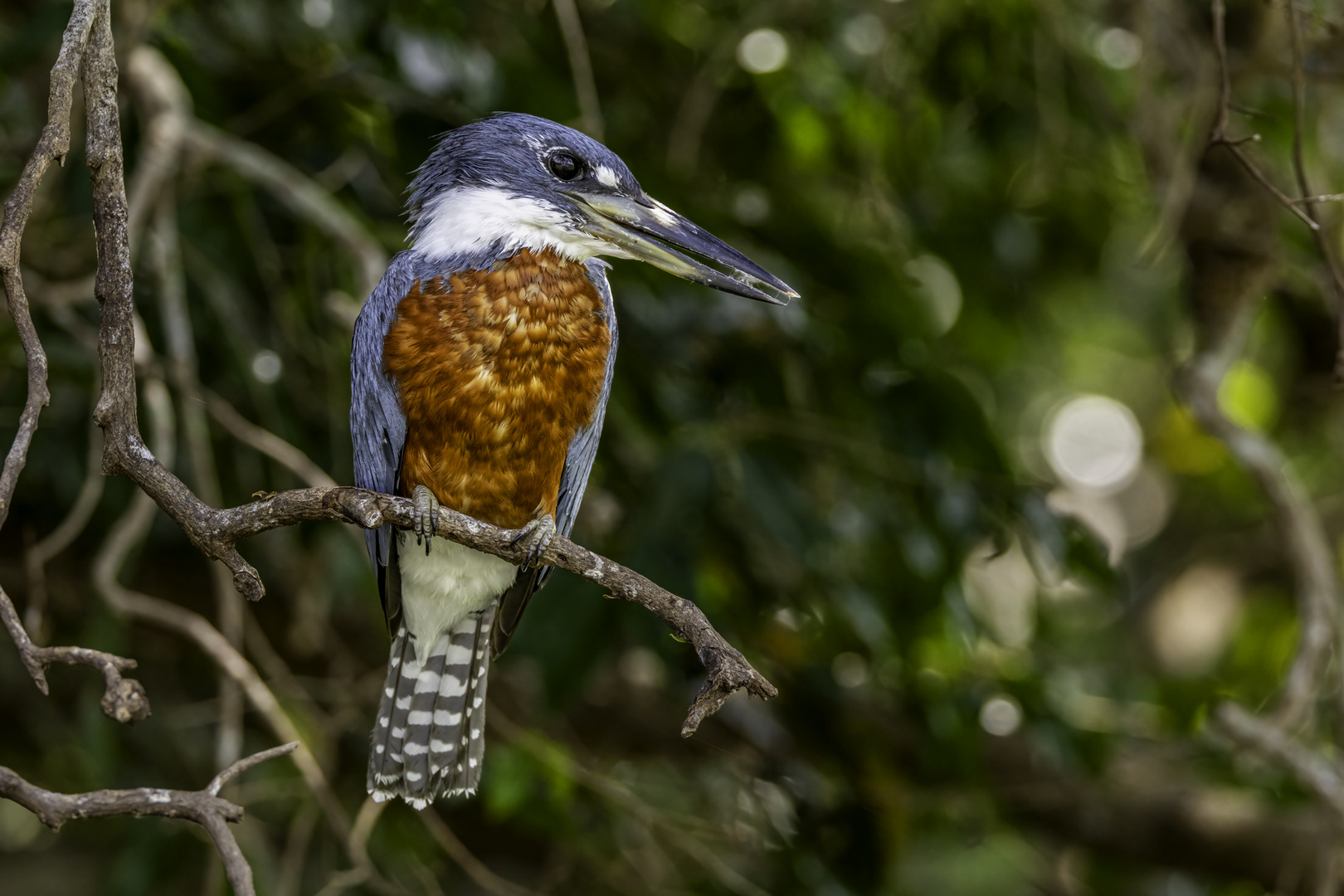 Männlicher Rotbrustfischer (Ringed Kingfisher)