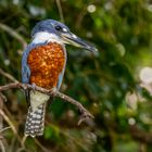 Männlicher Rotbrustfischer (Ringed Kingfisher)