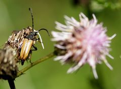 Männlicher Rothalsbock