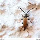 Männlicher Rothalsbock ( Leptura rubra )