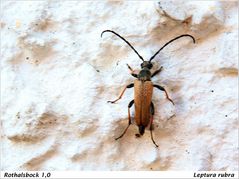 Männlicher Rothalsbock ( Leptura rubra )