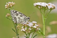 Männlicher Schachbrettfalter