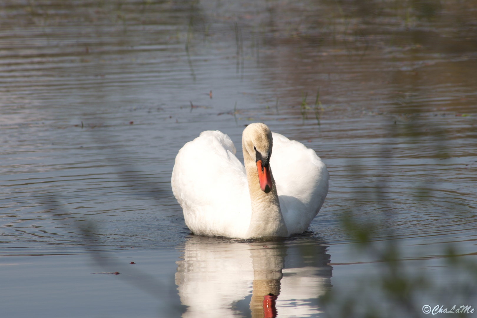 Männlicher Schwan