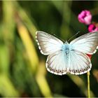 männlicher silbergrüner Bläuling