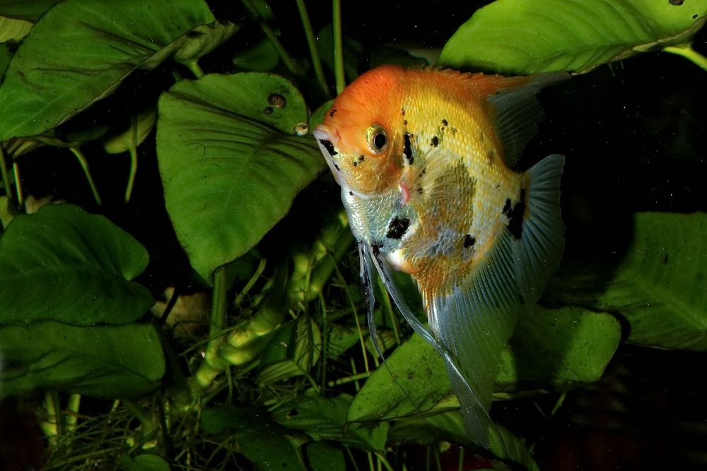 männlicher Skalar Foto & Bild | fotos, natur, männchen Bilder auf ...