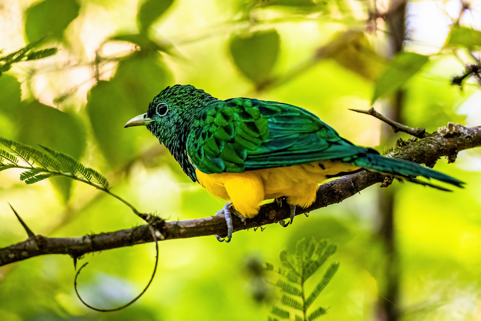 Männlicher Smaragdkuckuck / African Emerald Cuckoo