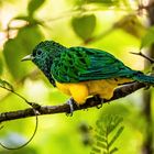 Männlicher Smaragdkuckuck / African Emerald Cuckoo