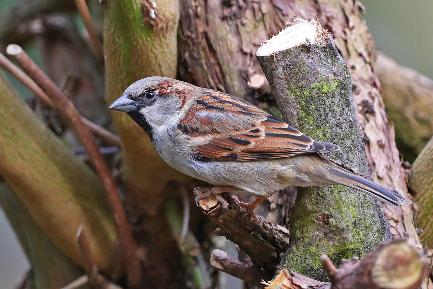 männlicher Spatz