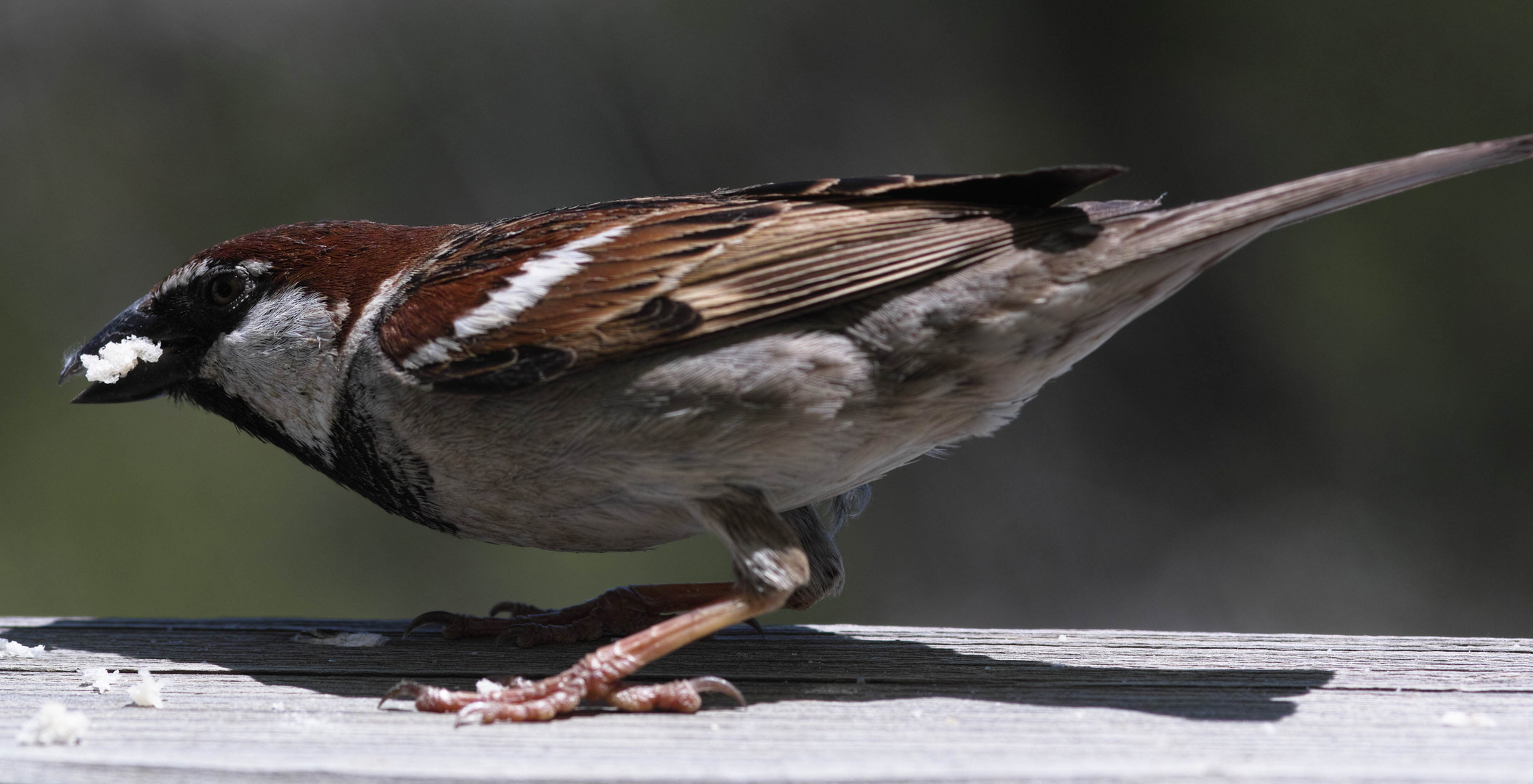 männlicher Spatz