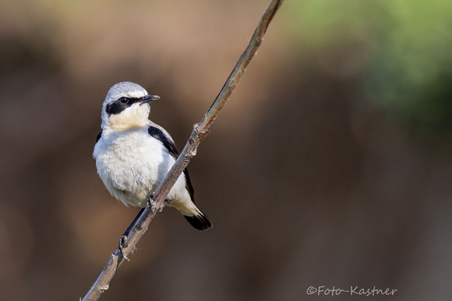 männlicher Steinschmätzer (Oenanthe oenanthe)