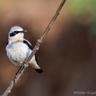 männlicher Steinschmätzer (Oenanthe oenanthe)