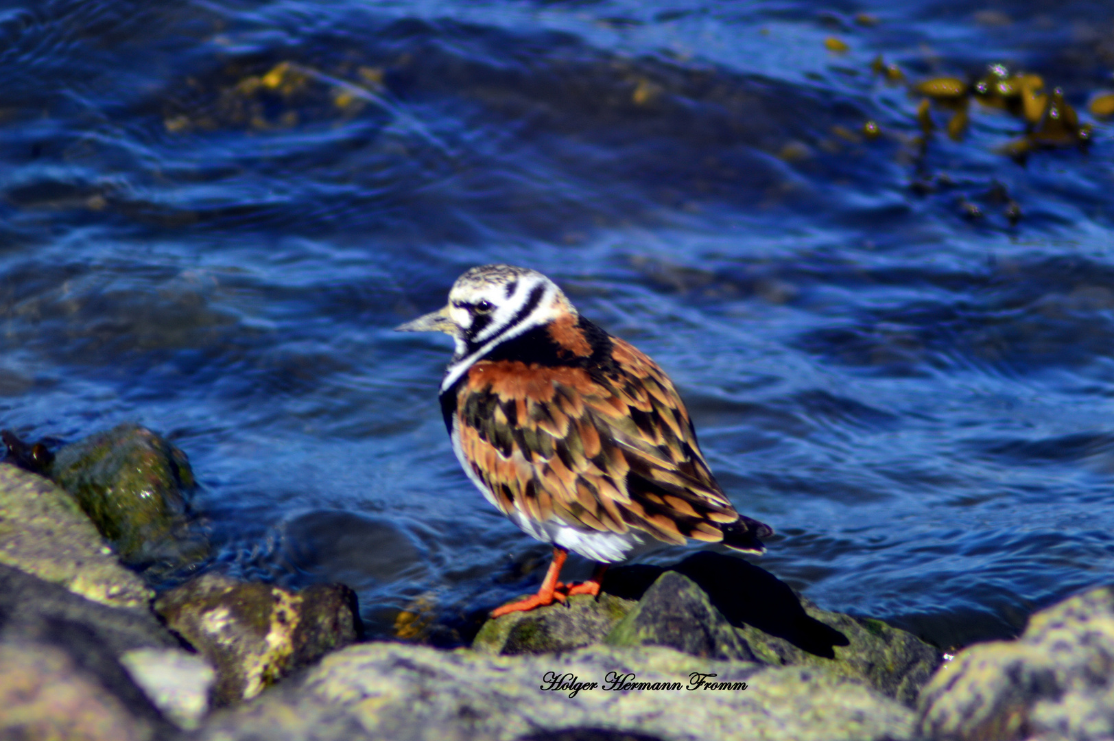 männlicher Steinwälzer in Büsum !