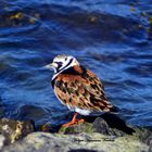 männlicher Steinwälzer in Büsum !