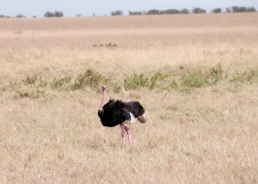 Männlicher Strauß, Kenia