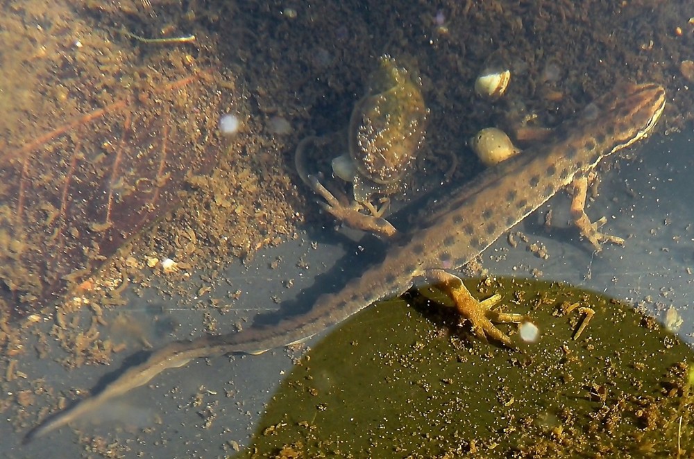 Männlicher Teichmolch.