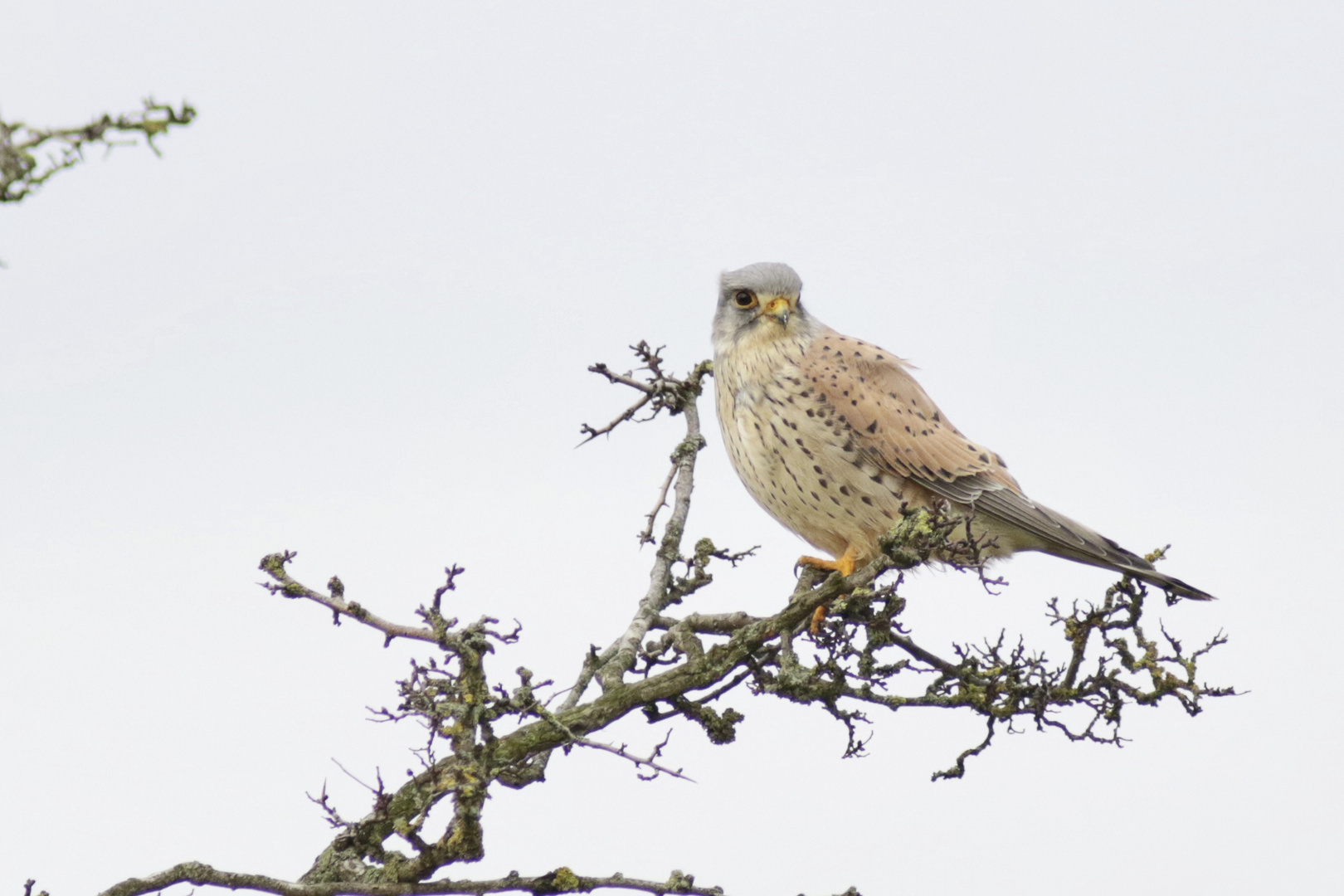 männlicher Turmfalke