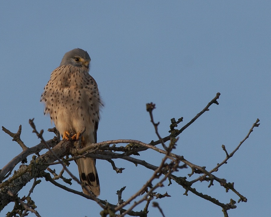 männlicher Turmfalke