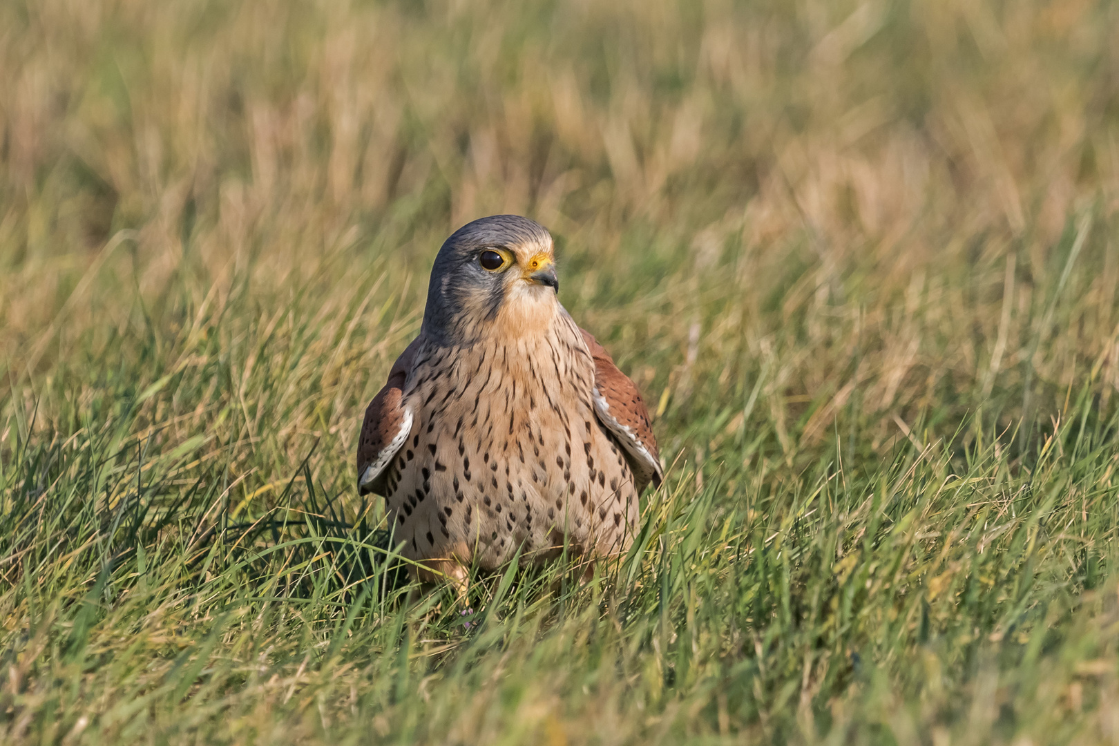 Männlicher Turmfalke