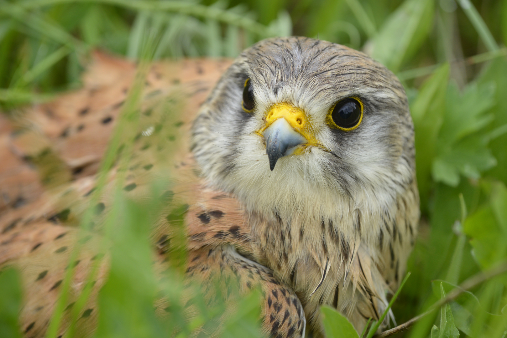 Männlicher Turmfalke