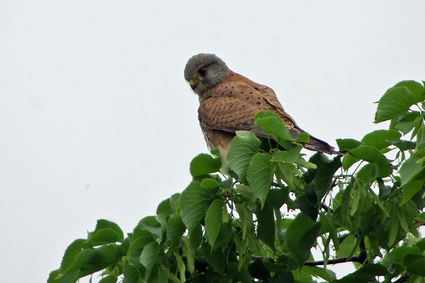 männlicher Turmfalke