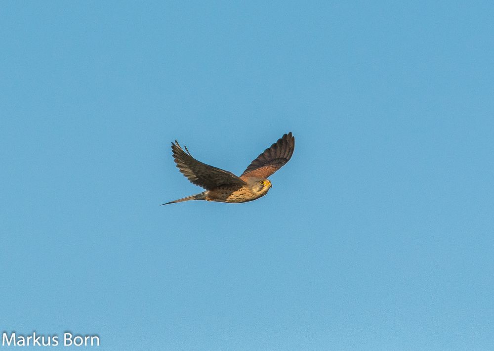 Männlicher Turmfalke an der Vogelinsel Muhr am See