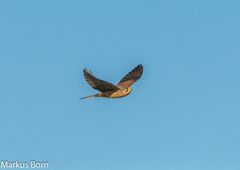 Männlicher Turmfalke an der Vogelinsel Muhr am See