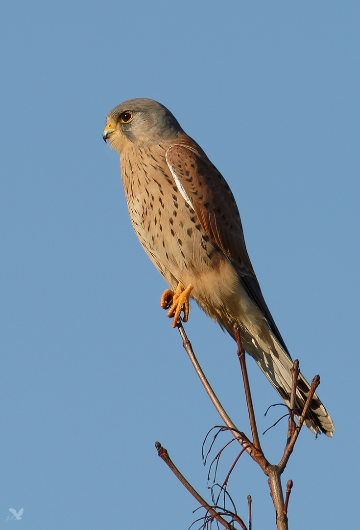 männlicher Turmfalke (Falco tinnunculus)
