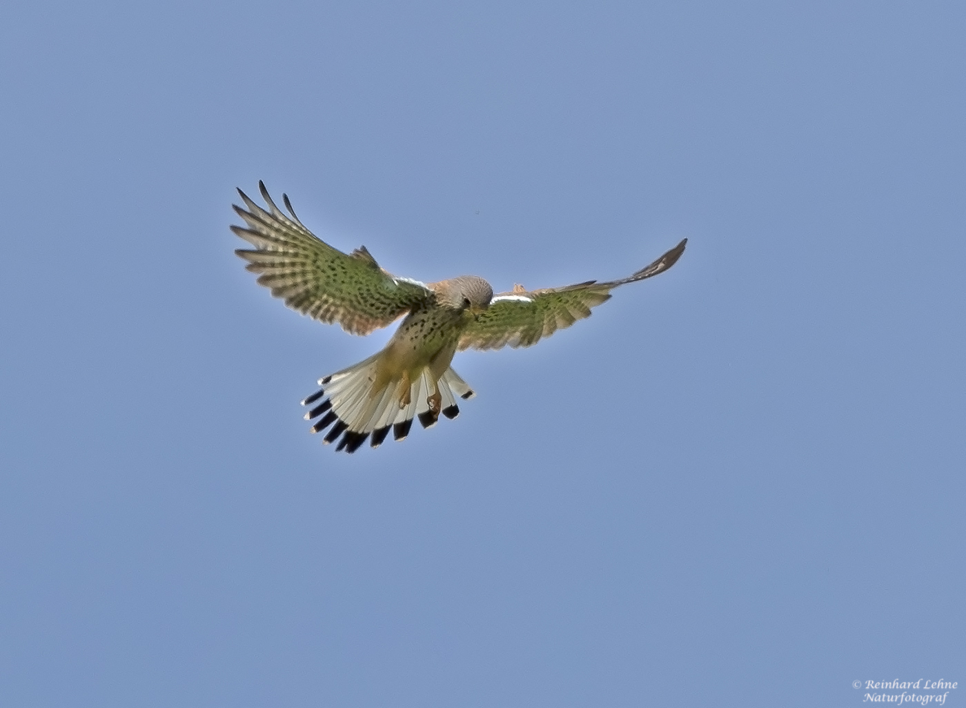  Männlicher Turmfalke im Rüttelflug