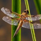 Männlicher Vierfleck (Libellula quadrimaculata) ...