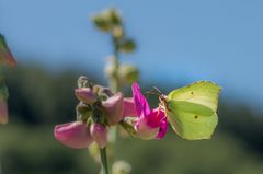 männlicher Zitronenfalter an der Wicke