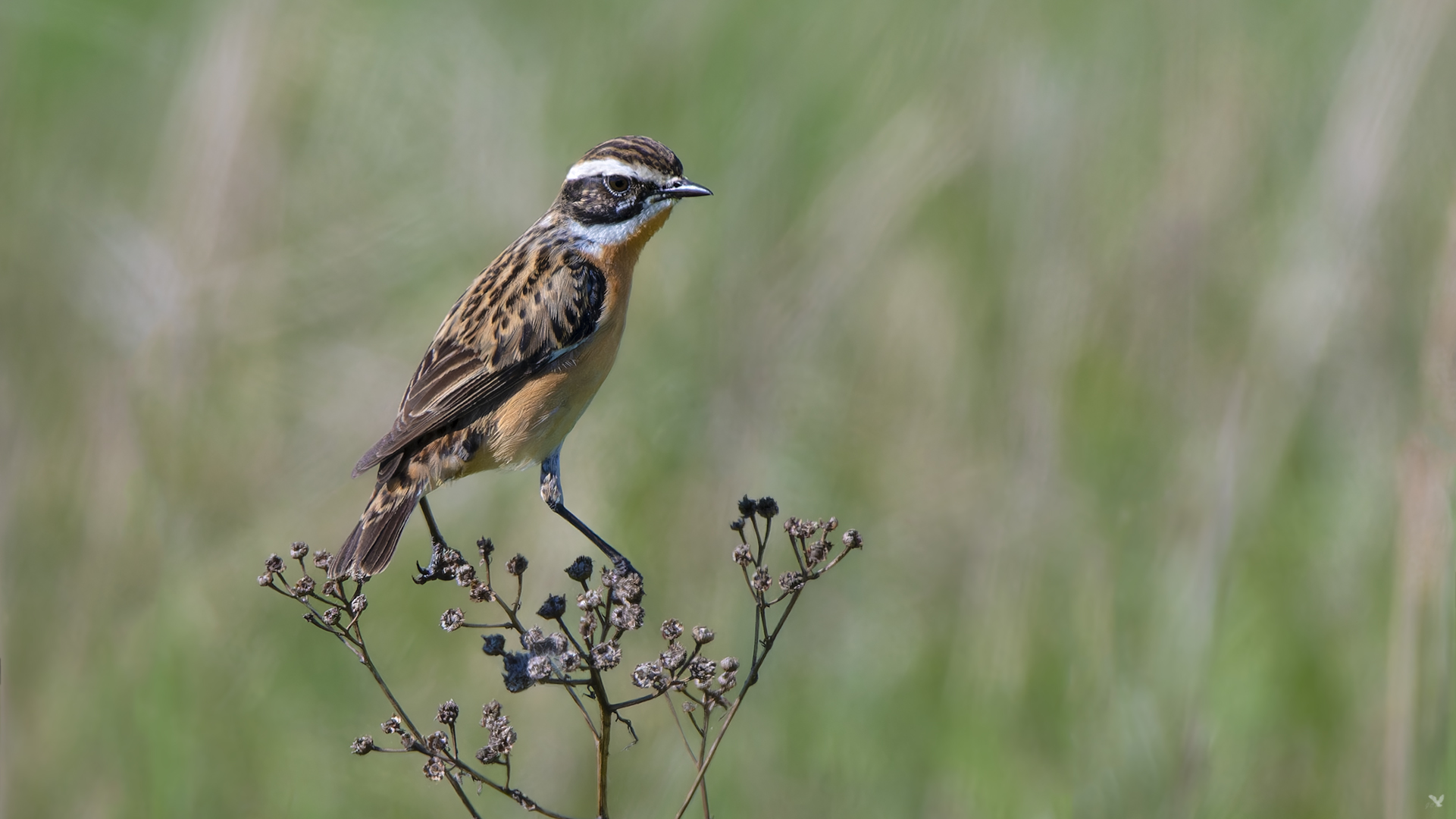 männliches Braunkehlchen | Saxicola rubetra