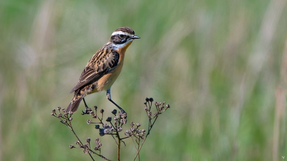 männliches Braunkehlchen | Saxicola rubetra