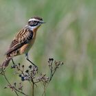 männliches Braunkehlchen | Saxicola rubetra