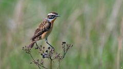 männliches Braunkehlchen | Saxicola rubetra