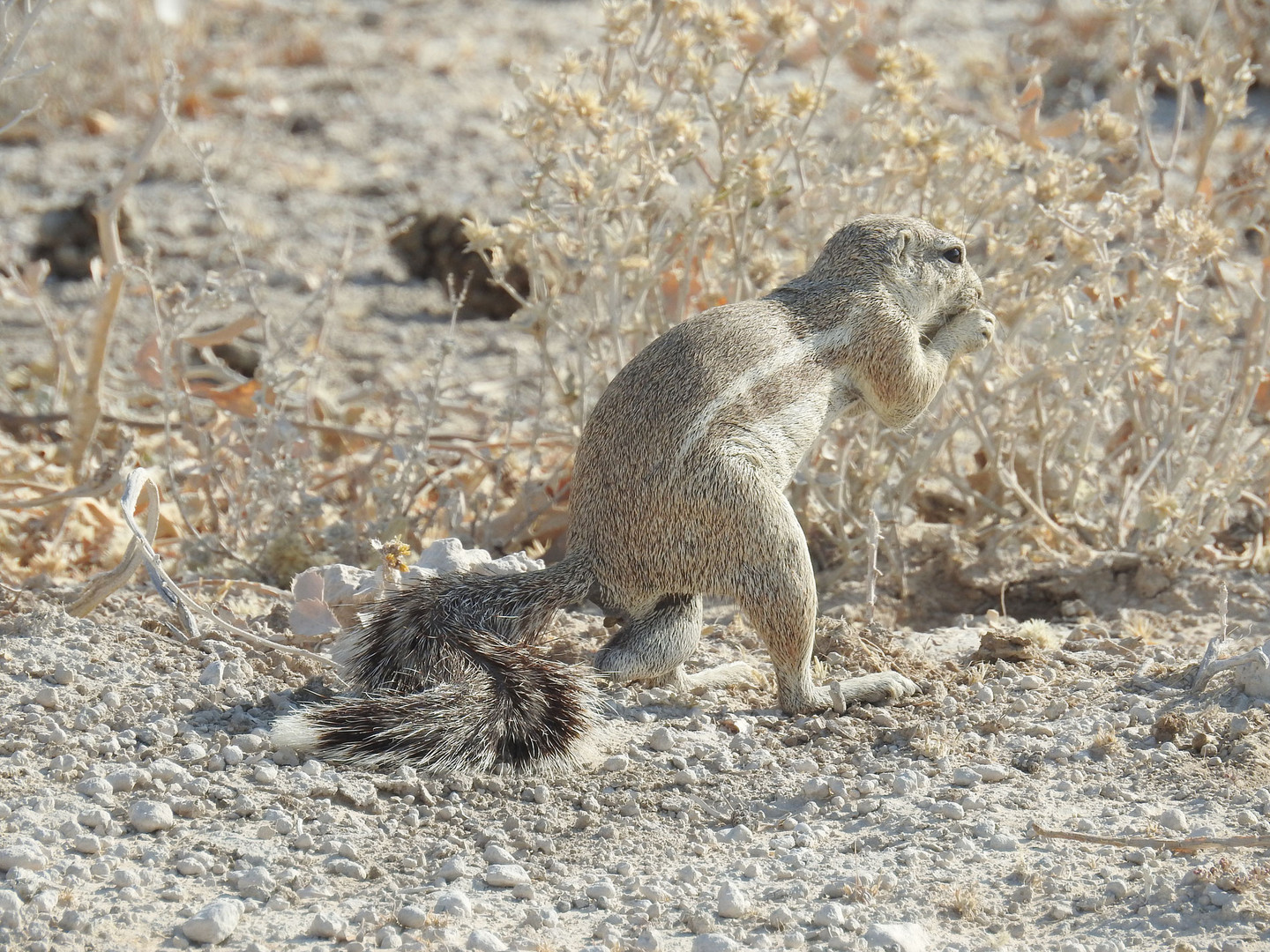 Männliches Erdhörchen in der lebensfeindlichen Etosha