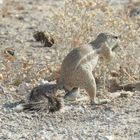 Männliches Erdhörchen in der lebensfeindlichen Etosha