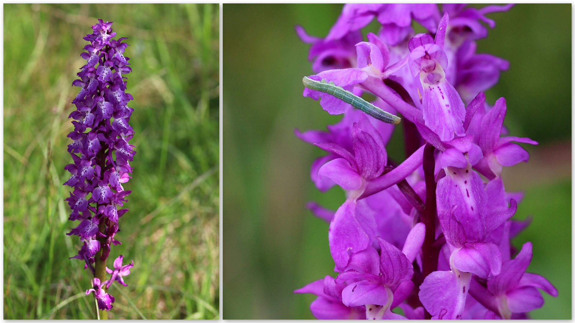 Männliches Knabenkraut (Orchis mascula).