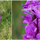 Männliches Knabenkraut (Orchis mascula).