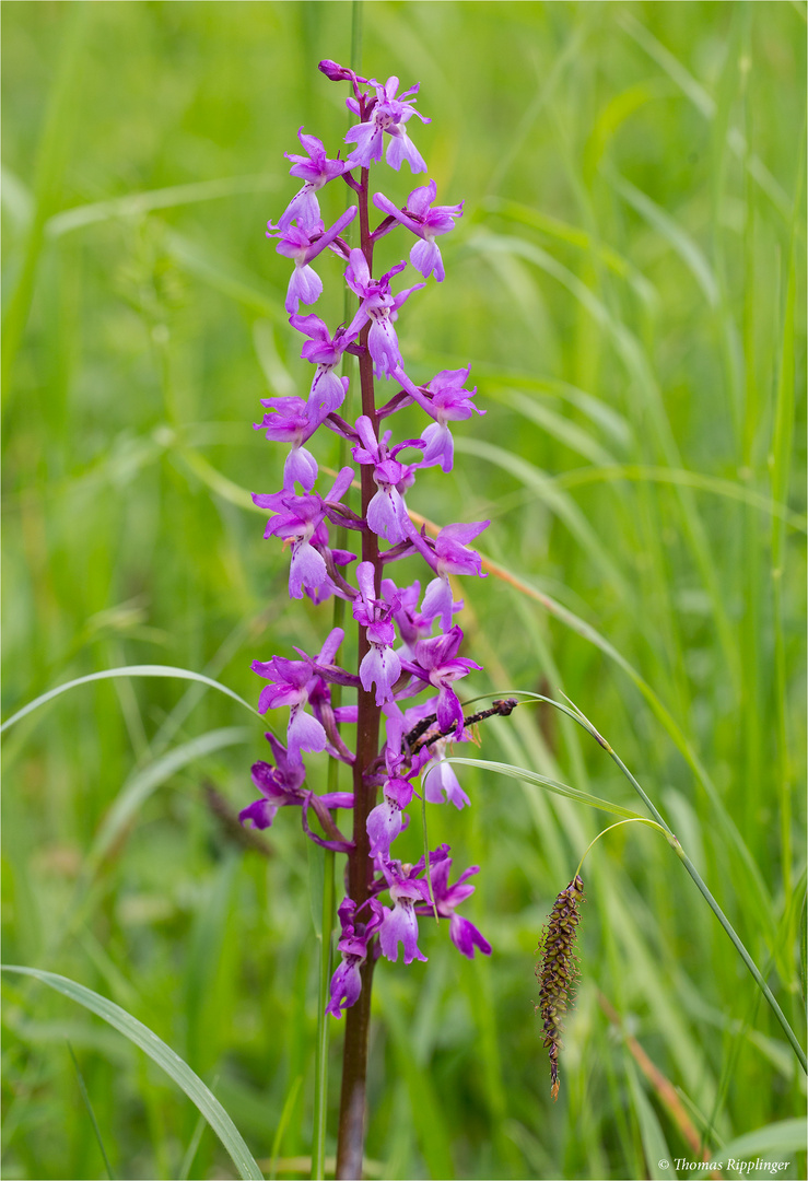 Männliches Knabenkraut (Orchis mascula) ..