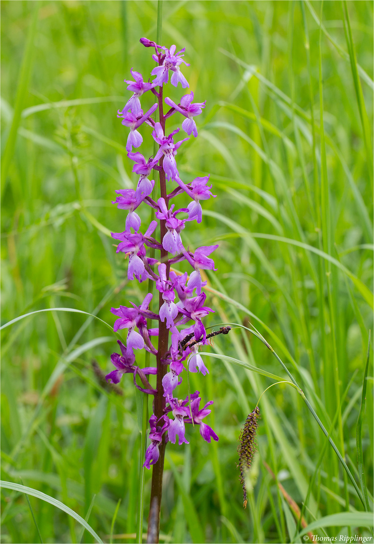 Männliches Knabenkraut (Orchis mascula) . .