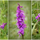 Männliches Knabenkraut (Orchis mascula).